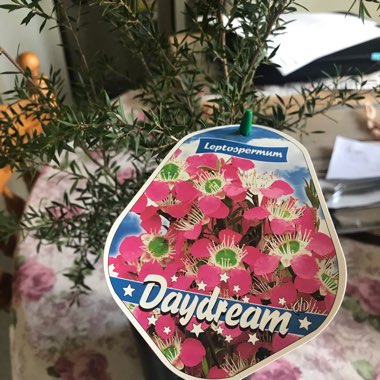Leptospermum