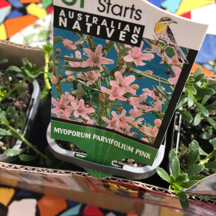 Plant image Myoporum Parvifolium