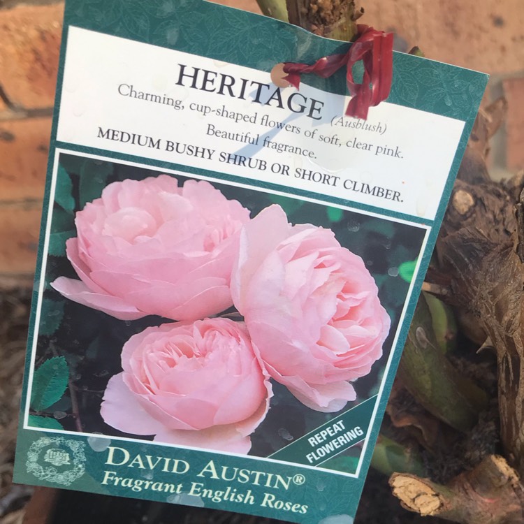 Plant image Rosa 'Ausblush' syn. Rosa 'Heritage'