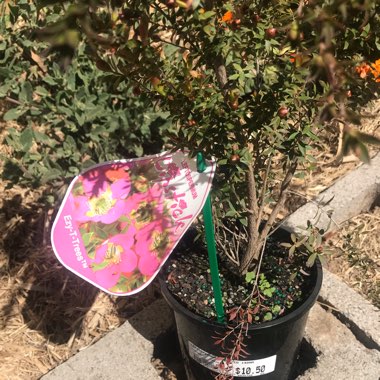 Leptospermum