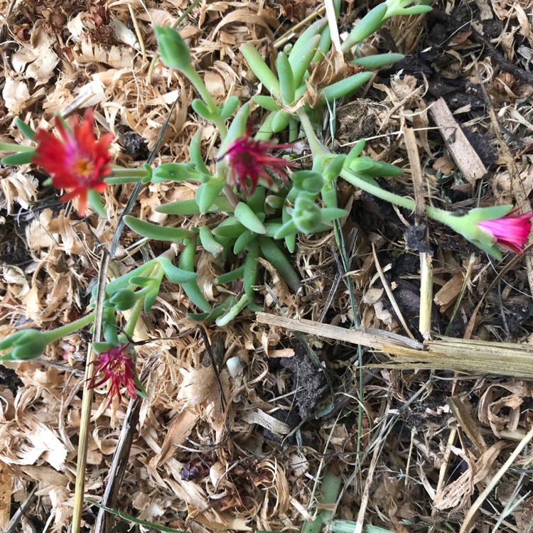 plant image 1407008