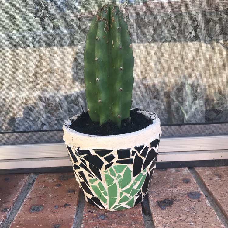 Plant image Cereus repandus syn. Cereus peruvianus
