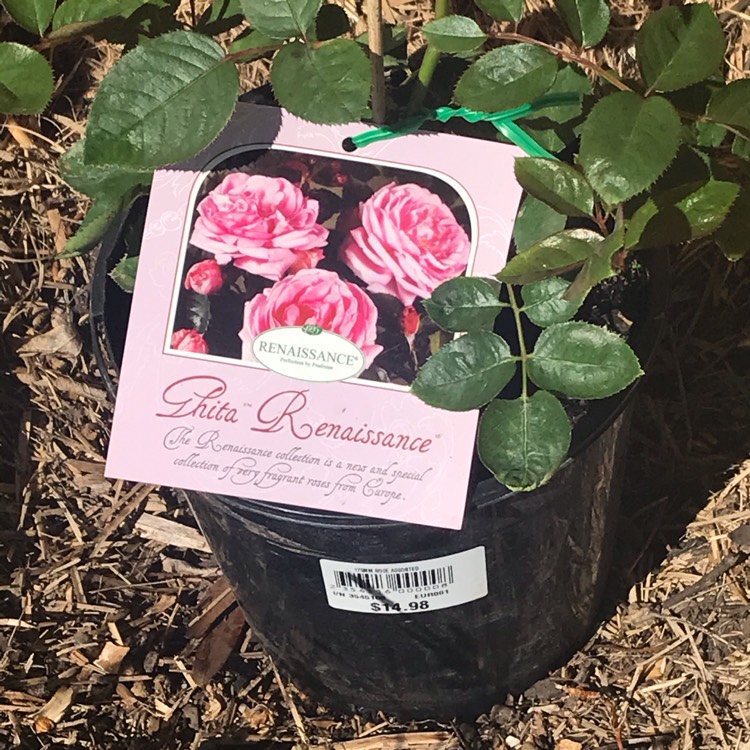 Plant image Rosa 'Poulsyng' syn. Rosa 'Clair Renaissance', Rosa 'Clair', Rosa 'Liliana'