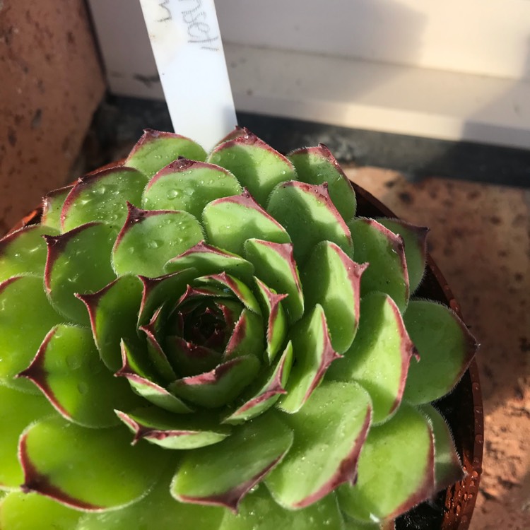 Plant image Sempervivum Sunset