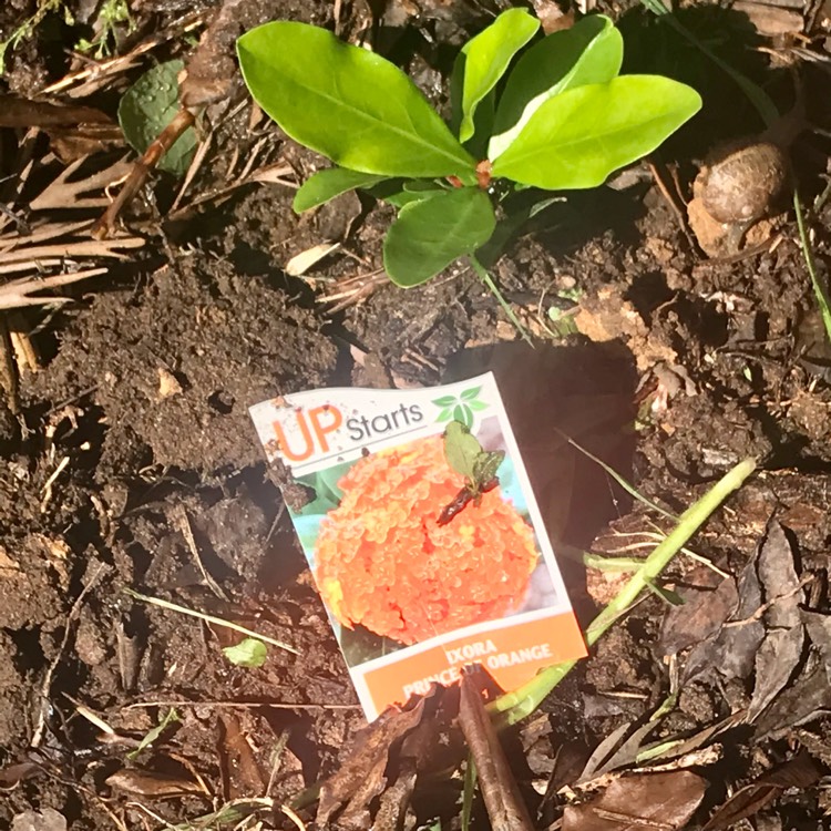 Plant image Ixora chinensis 'Prince Of Orange'
