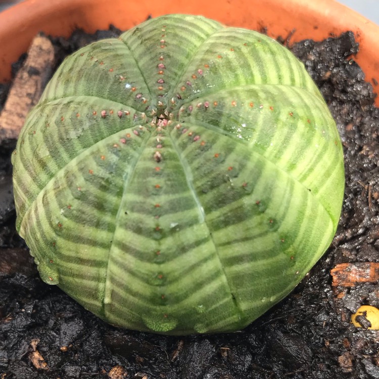 Plant image Euphorbia Obesa