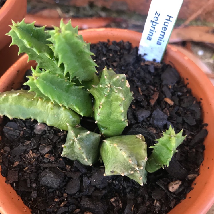 Plant image Huernia Zebrina