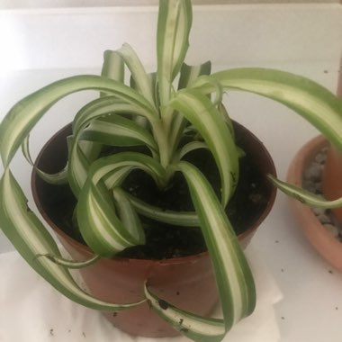 Chlorophytum comosum 'Bonnie'