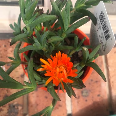 Carpobrotus