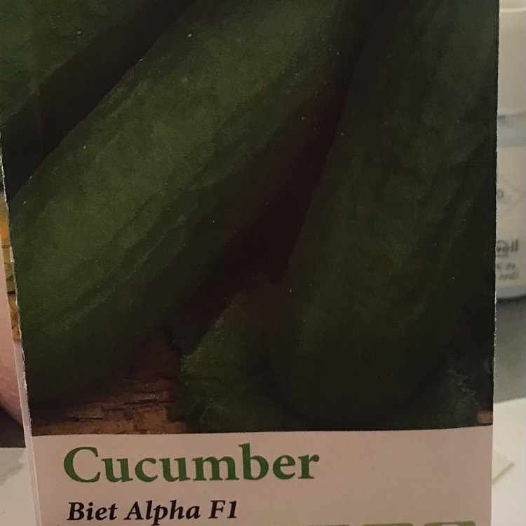 Plant image Cucumis sativus 'Beit Alpha' syn. Cucumis sativus 'Beth Alpha'