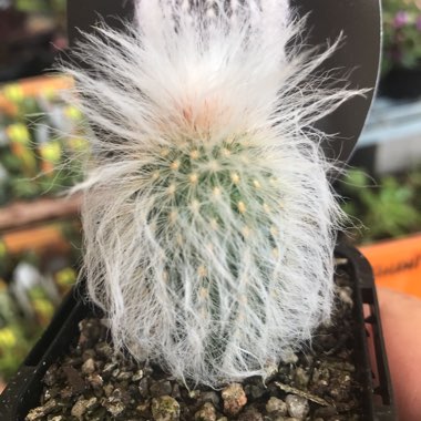 Espostoa lanata