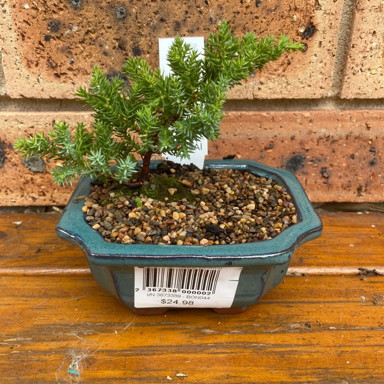plant image 1615662