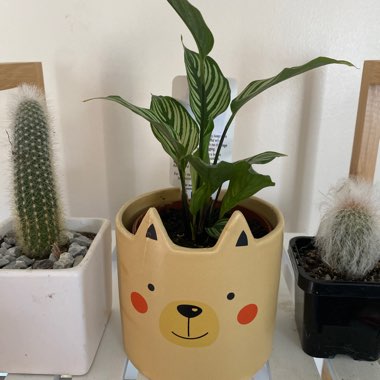 Jody's garden
