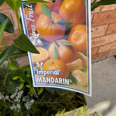 Mandarin 'imperial' Dwarf