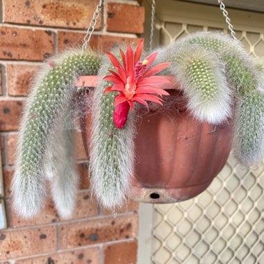 Jody's garden