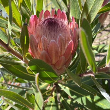 Jody's garden