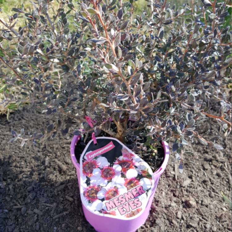 plant image 526355