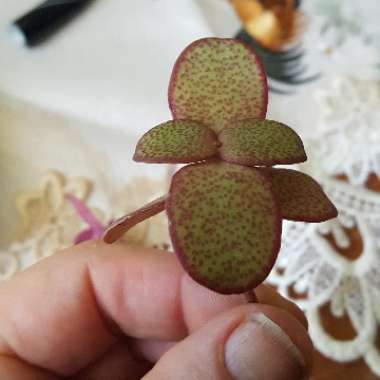 Crassula multicava