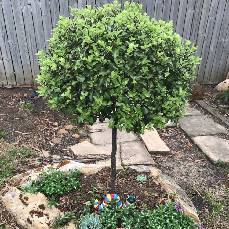 Plant image Pittosporum