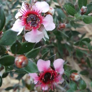 Leptospermum 'Mesmer Eyes'