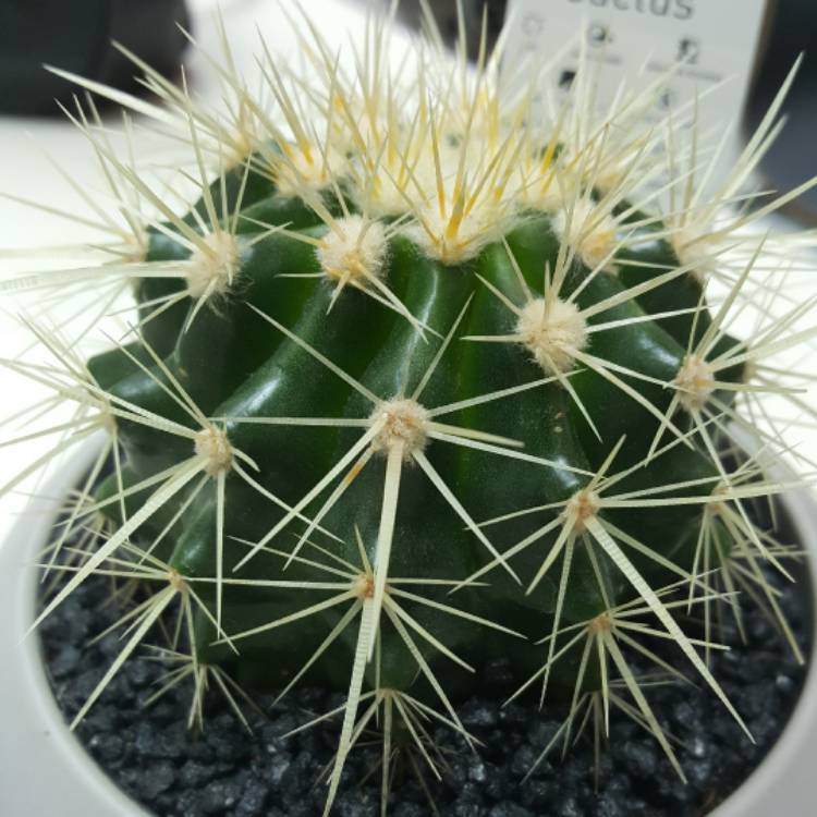 plant image 593897