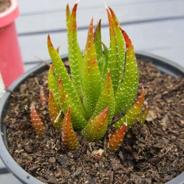 Haworthia