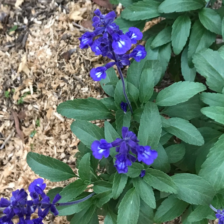 plant image 644823 plant image 644823