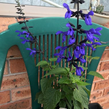 Salvia Guaranitica 'Black and Blue'