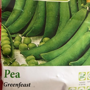 Pisum sativum