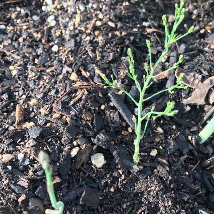 plant image 878794 plant image 878794