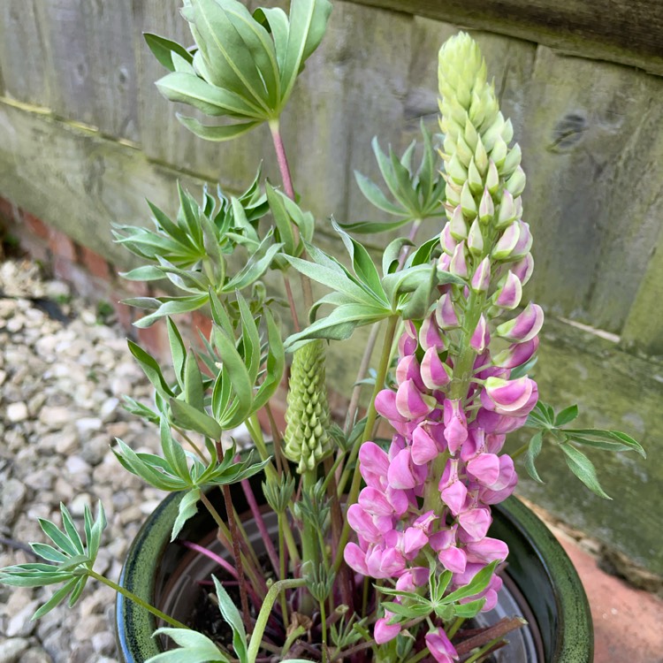 Plant image Lupinus 'Camelot Pink'