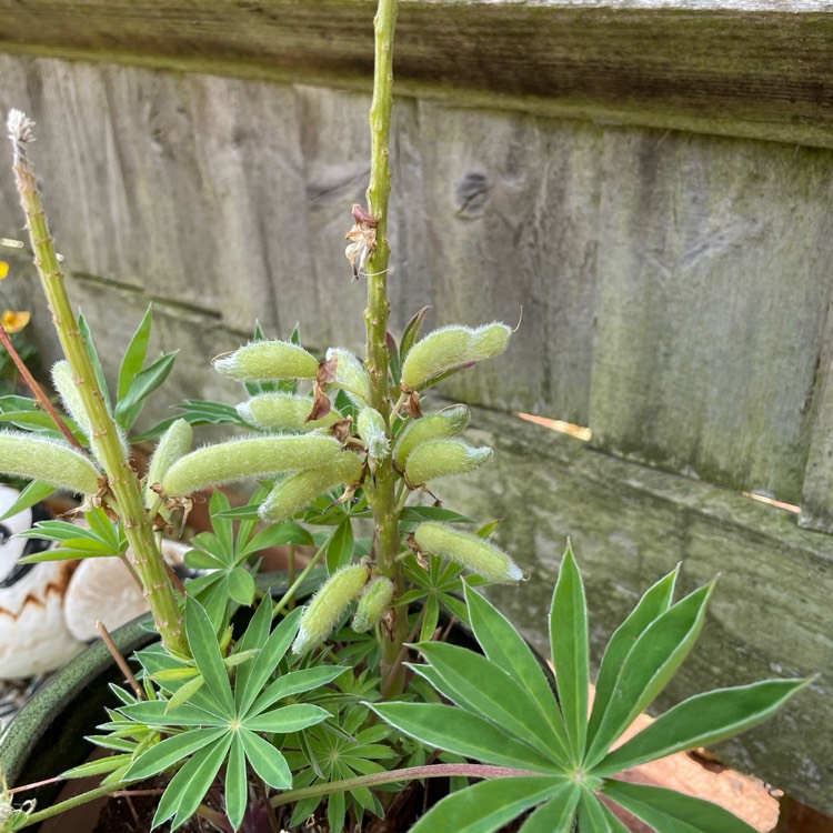 plant image 1610237