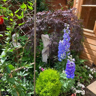 Mags's garden