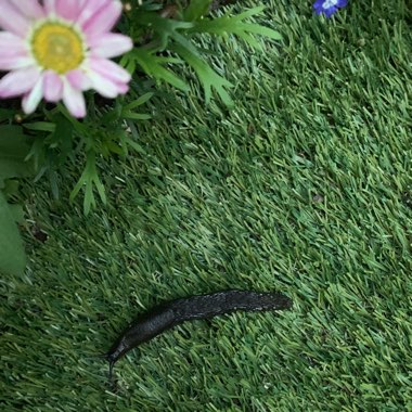 Mags's garden