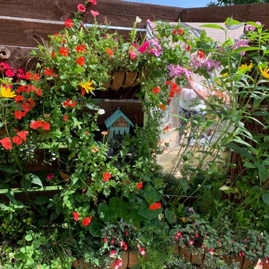 Mags's garden