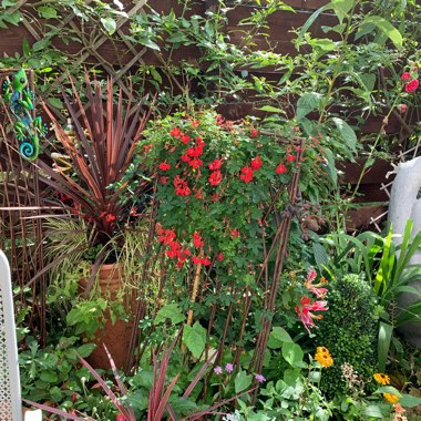 Mags's garden