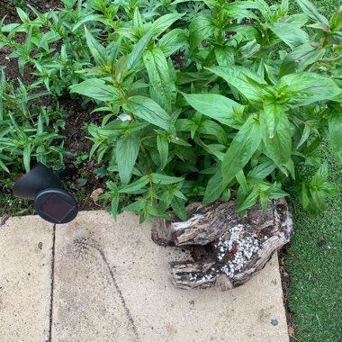 Mags's garden