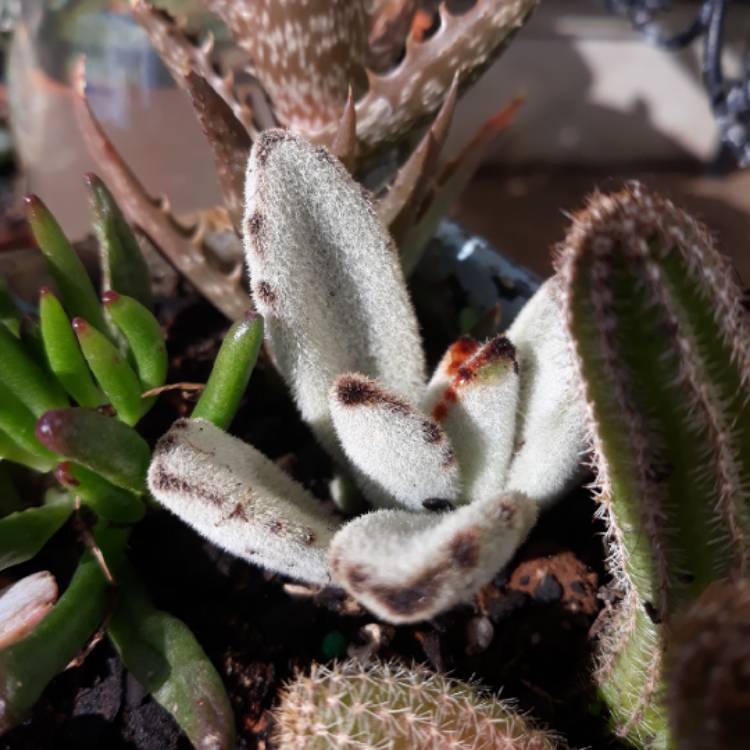 plant image 733845