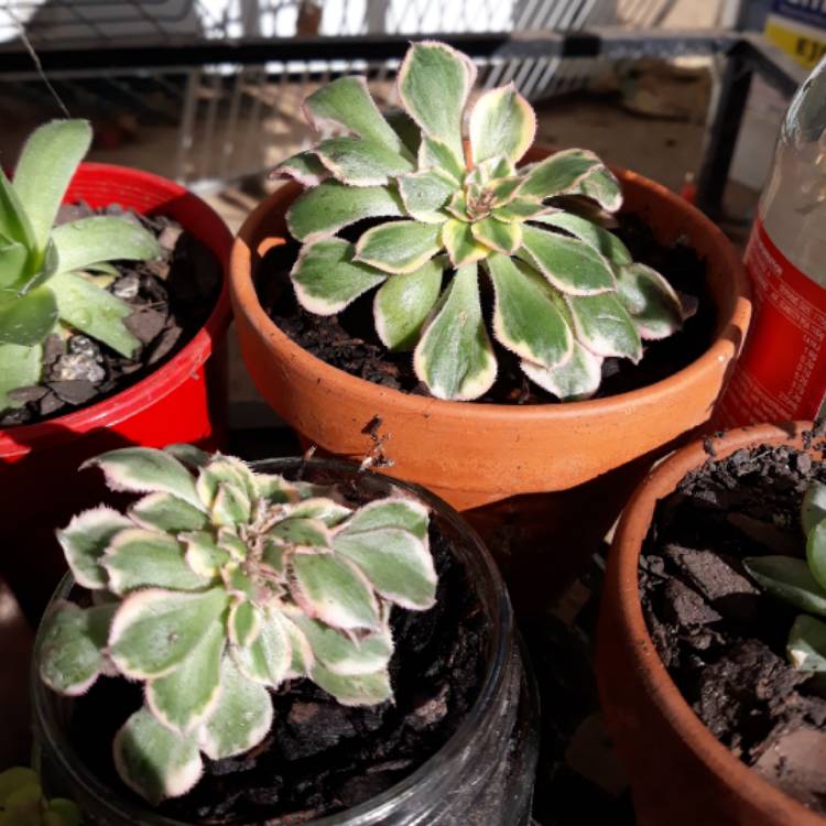 plant image 733849