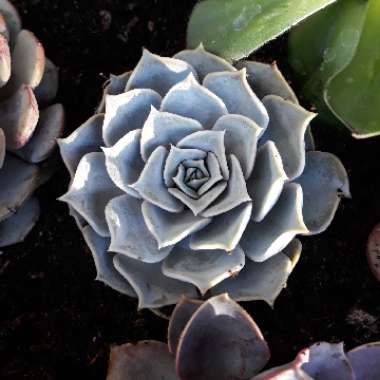 Echeveria Lilacina