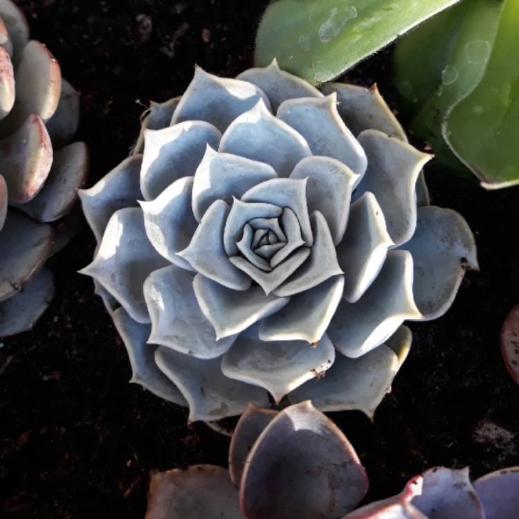 plant image 780860