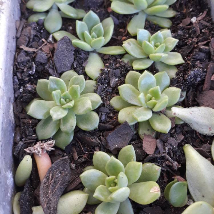 plant image 796786