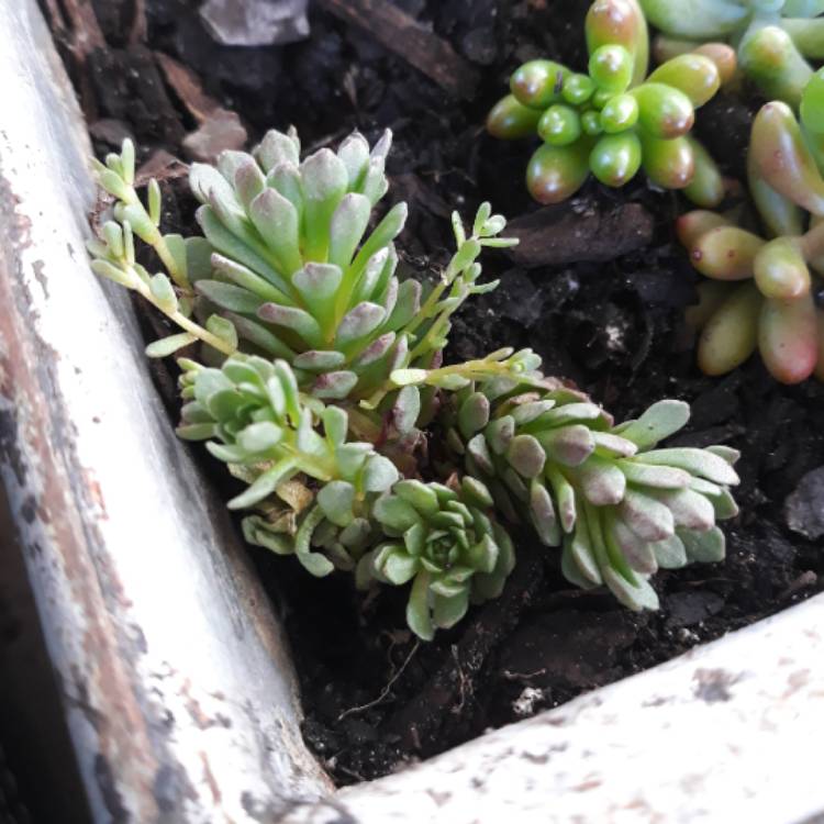 plant image 796788