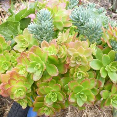 Sedum 'Kimnachii'