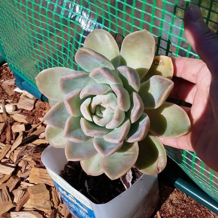 plant image 801372