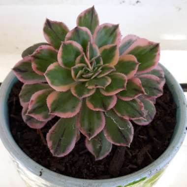Aeonium 'Sunburst'