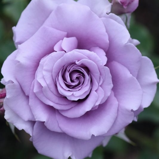 Plant image Rosa 'The Children's Rose'