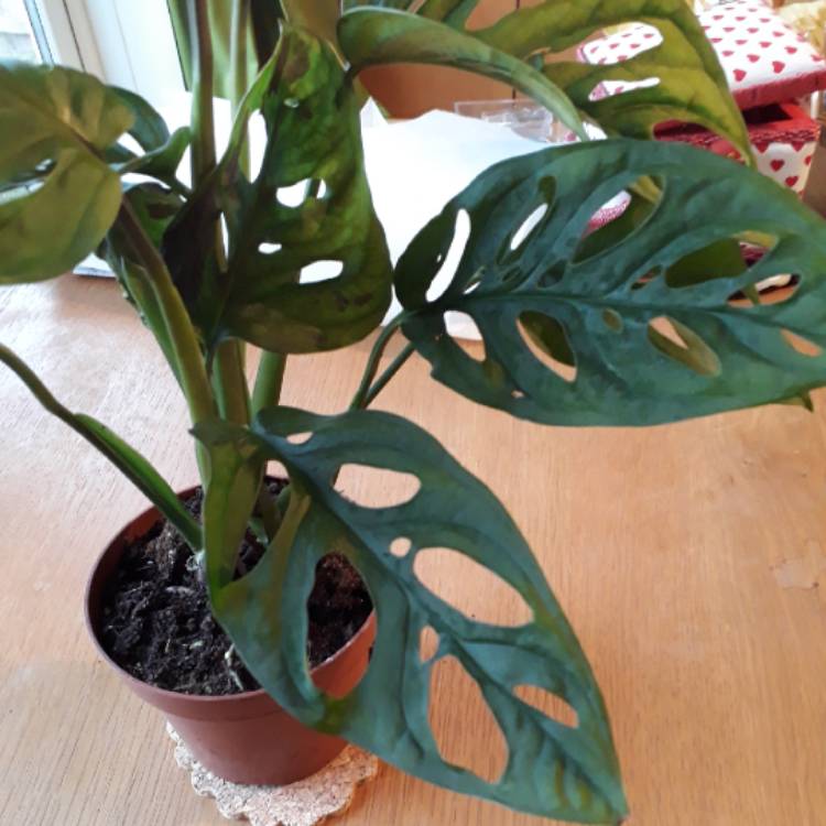 plant image 1000741