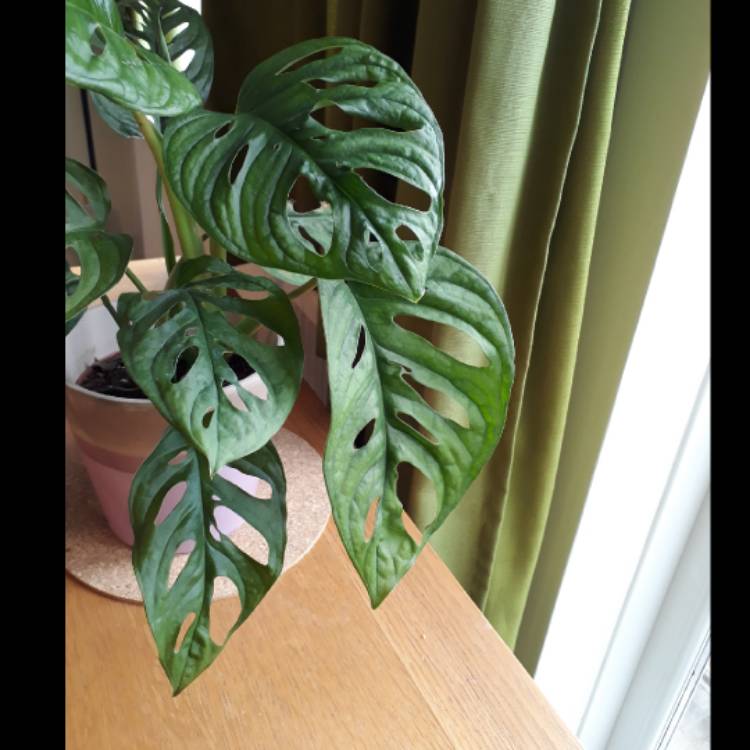plant image 1027028