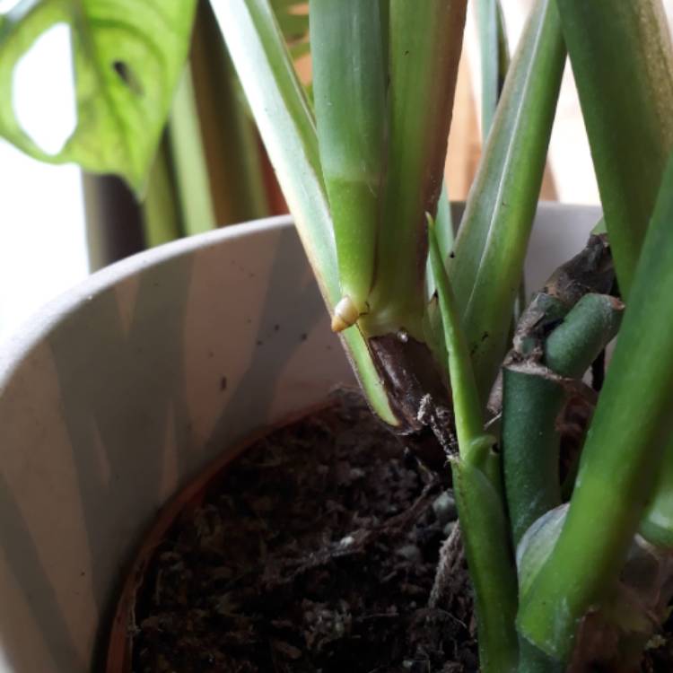 plant image 1027034
